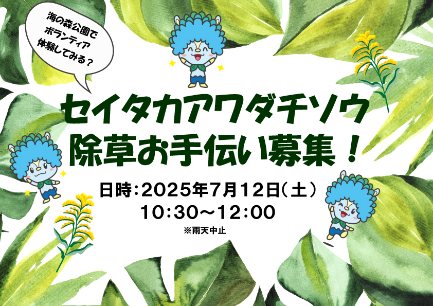 セイタカアワダチソウ除草お手伝い募集！